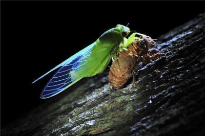 ​金蝉脱壳的意思 金蝉脱壳的意思？