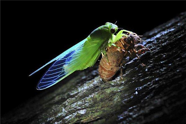 金蝉脱壳的意思:金蝉脱壳什么意思