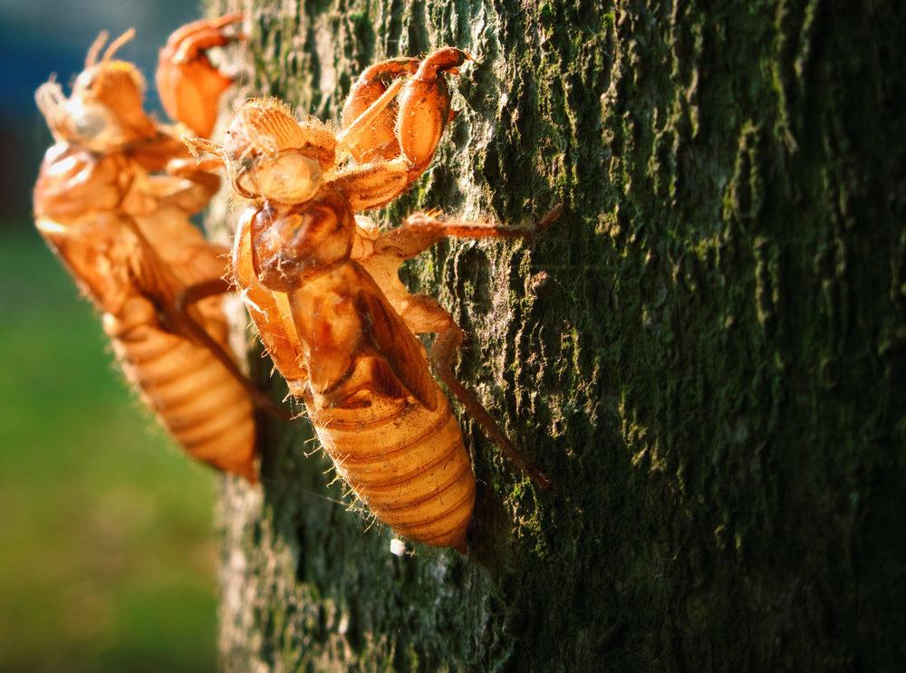 金蝉脱壳的意思:“金蝉脱壳”的含义是什么?