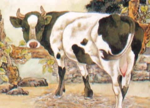 十二生肖经不起什么诱惑