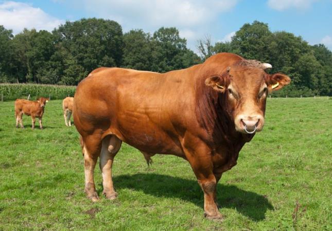 生肖牛今日运势 生肖牛2022年下半年运势及运程