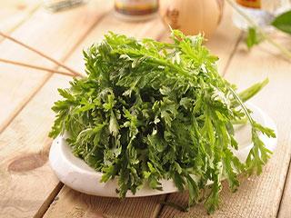 茼蒿不能和什么一起吃:打火锅茼蒿不能和什么菜一起吃