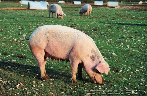 属蛇和属猪的合不合:女，属马和什么属相最配?