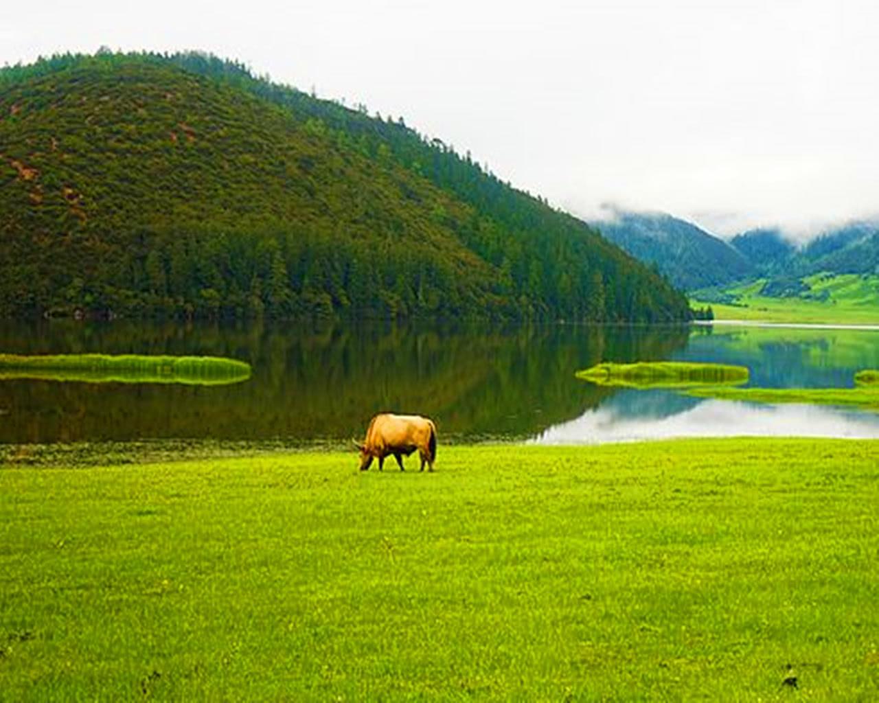 属蛇和属猪的合不合:属蛇和属猪相配吗