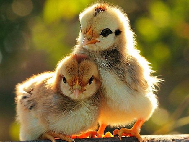 属蛇和属猪的合不合:属马和什么属相最好