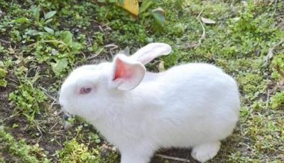 ​属龙和属兔的婚姻相配吗 属龙和属兔的姻缘怎么样