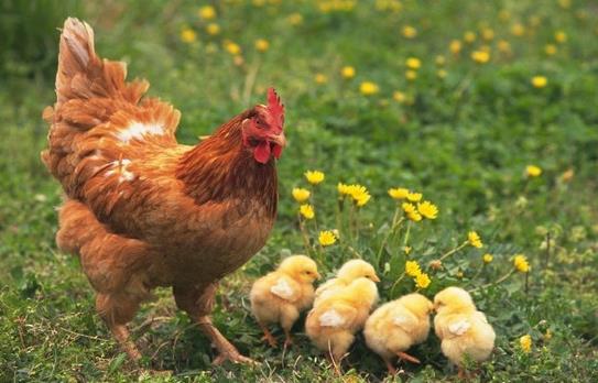 八一年属鸡的2022年运势如何 八一年属鸡的2022年有好事发生吗