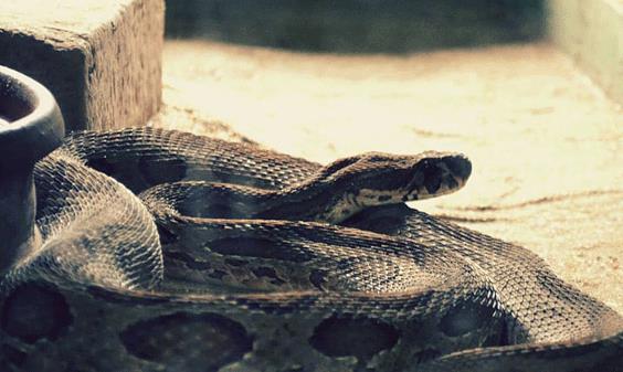 属蛇的过了33岁就顺了吗 属蛇的33岁后运势怎么样