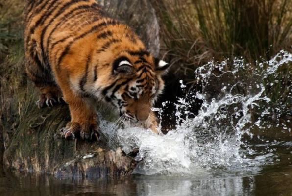 属虎的女性本命年佩戴什么好 属虎女2022年下半年的运势