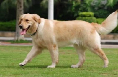 ​猫咪不乖打了它一顿猫猫不听话我打了它