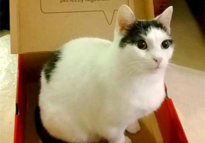 ​猫咪吃肉要煮熟吗？