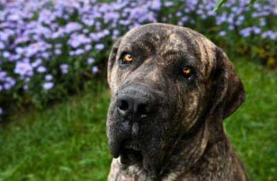 ​狗狗得了细小一直哼叫狗狗得了细小和冠状还能活吗？