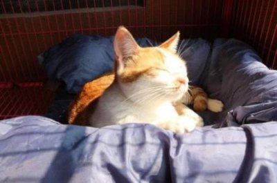 ​布偶猫种类及价格，布偶猫种类及价格