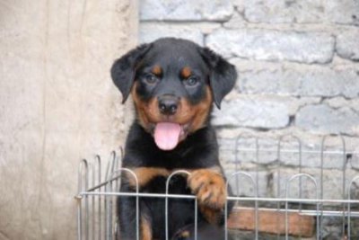 ​解决泰迪犬随地排便问题：实用训练技巧与方法