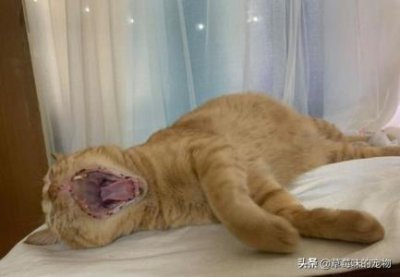 ​猫为什么会乳糖不耐受？如何知道猫是否乳糖不耐受？