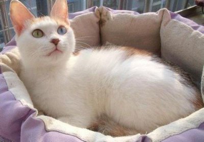 ​土猫怎么养？听话养土猫应该注意什么