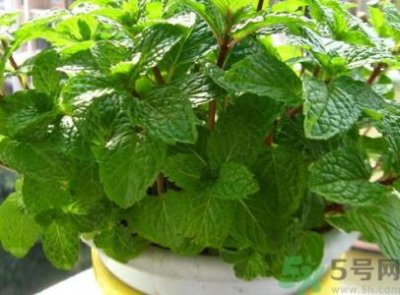 ​东北大学校园神秘事件真相 传说还是事实