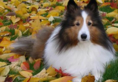 ​狗狗得了胃炎怎么办？铲屎官要先改掉这个习惯 狗狗得胃炎吃什么药好