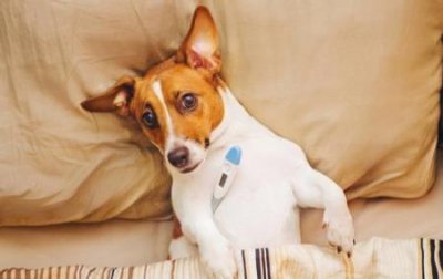 ​宠物犬误吃了东西怎么办？狗吃过的东西不小心吃了