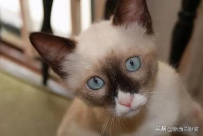 ​为小奶猫洗澡：注意事项一览