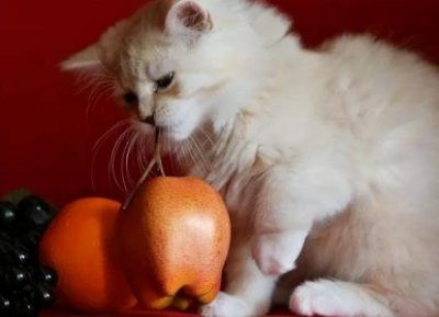 ​猫咪不爱喝水怎么办？这几个小妙招，让猫咪爱上喝水