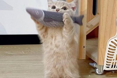 ​英短蓝白猫是什么猫？英短蓝白猫是蓝猫和白猫的串串？