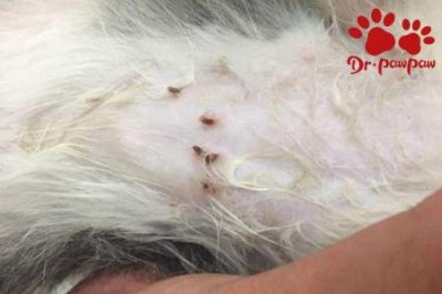 ​怎么给金毛增肥金毛怎么喂才能胖