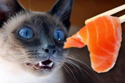 ​猫传腹阴囊肿大猫咪阴囊炎