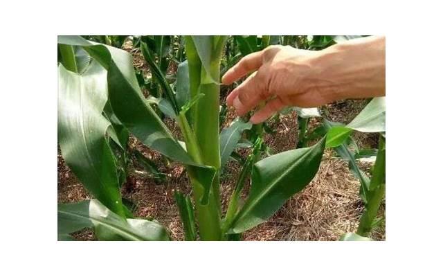 男生真心想要跟你交往的表现（男人想长期跟你发展表现）