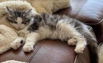 ​拉稀体质猫咪吃什么猫粮更适合？几款猫粮适合拉稀体质的猫咪吃