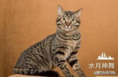 ​贵妇犬的被毛特点，贵妇犬的被毛特点