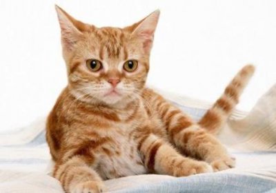 ​猫咪的胡须可以剪？不能！这可是人家的信号接收器呀 猫咪的胡须能剪吗？