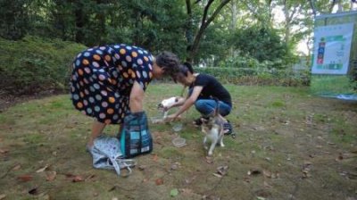 ​用黄帝内经思路调理猫咪尿结石 猫咪尿结石吃什么药消结石