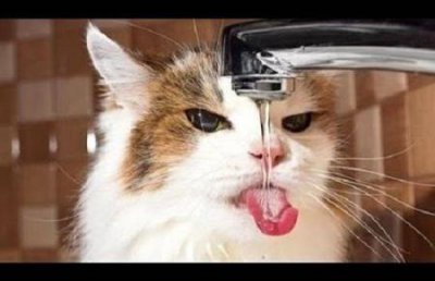 ​猫为什么突然食欲不好？可能是生病了、或是肠胃积食，食物不合胃口