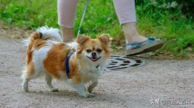 ​猫咪便秘与尿闭：应对策略与紧急处理方法