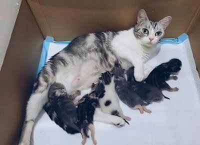 ​猫咪尿不出尿怎么办？喂什么药？猫咪尿不出来吃什么药好得快