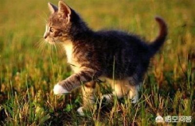 ​怎么样预防猫往外跑？采取这6种方式预防猫往外跑