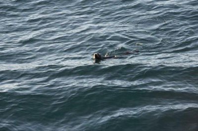 ​自由行何时开放如何申请去