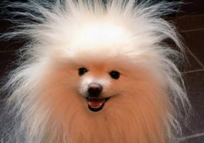 ​红毛狗多少钱一只红毛狗狗事件