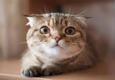 ​矮脚猫会发病吗？