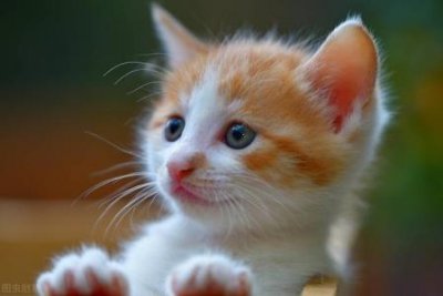 ​英系和德系安哥拉兔分别，德系和英系安哥拉的分别