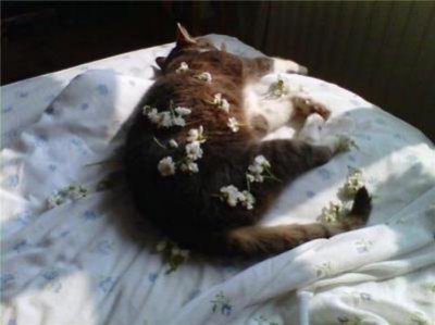 ​关于宠物的冷知识？关于宠物的知识科普