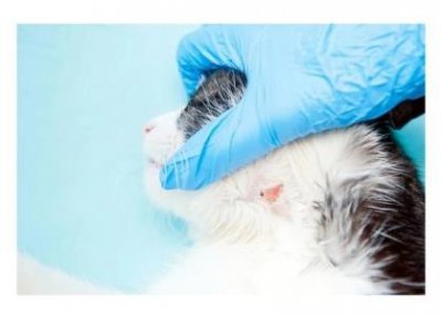 ​非洲迷你刺猬公母哪个好？？非洲迷你刺猬公母分别