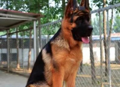 ​狗狗大便量增加的四个真相狗狗一天排几次最佳？