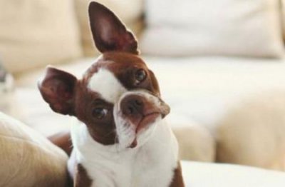 ​最适合看家和护主的犬什么犬种看家护主最好