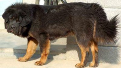 ​狗狗眼里老是有眼泪狗狗眼里老是有眼泪怎么回事？