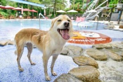 ​关于常州哪里买猫比较可靠的信息