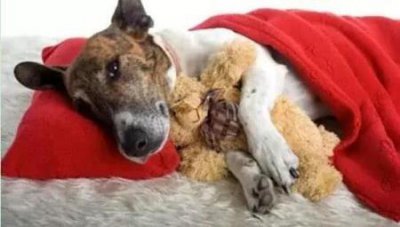 ​养大型犬为什么一定要挤肛门腺？这几个后果，主人一定要清楚 给犬挤肛门腺是为