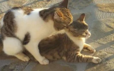 ​宠物生活馆加盟店，宠物生活馆加盟店怎么样