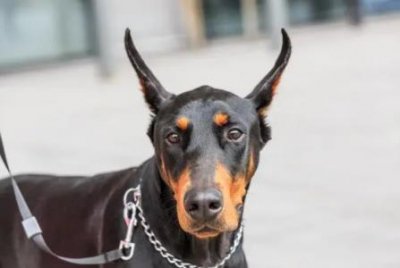 ​什么东西能杀死清道夫，什么药可以杀死清道夫